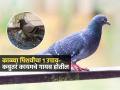 खिडकीत कबुतरांचा उच्छाद? काळ्या पिशवीचा १ उपाय, कबुतरं घरात येत नाहीत.. - Marathi News | Cheap Trick To Keep Pigeons Away From Balcony By Using Black Foil | Latest sakhi News at Lokmat.com
