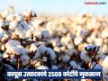 कापूस उत्पादकांचे ३ महिन्यांत अडीच हजार कोटींचे नुकसान; सीसीआयची खरेदीत दिरंगाई - Marathi News | Cotton growers lose Rs 2,500 crore in 3 months; CCI delays procurement | Latest nagpur News at Lokmat.com