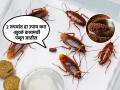 घरभर झुरळांचं थैमान? २ रुपयांची ही पावडर घराच्या कोपऱ्यांत लावून ठेवा, झुरळं गायब - Marathi News | How To Get Rid Of Cockroaches : Use These 2 Rupees Coffee Powder To | Latest sakhi News at Lokmat.com
