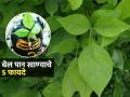 महाशिवरात्र विशेष: बेल पान खाल्ल्यानं काय होतं? ५ कारणं, बेलाचं पान खाणंही तब्येतीसाठी फायद्याचं - Marathi News | Mahashivratri Special : Bael Leaf Eating Benefits Why Should You Eat Bael Leaf Know Benefits | Latest sakhi Photos at Lokmat.com