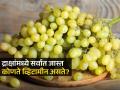 द्राक्ष खाताना 'या' गोष्टींची काळजी घ्या; द्राक्ष किती-कधी खाणं आरोग्यासाठी चांगलं.. - Marathi News | What is Best Time to Eat Grapes : Grapes Eating Benefits In Summer | Latest sakhi News at Lokmat.com