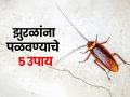 रात्री किचनमध्ये बारीक झुरळं खूप फिरतात? ५ उपाय, घरातून गायब होईल प्रत्येक झुरळ - Marathi News | How To Remove Cockroaches Form Home : 5 Effective Ways To Remove Cockroaches Form Home | Latest sakhi News at Lokmat.com