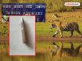पद्मापूर जंगलात आढळले एके-४७ चे जिवंत काडतूस; बॉम्बशोधक पथकाकडून परिसराची तपासणी - Marathi News | Live AK-47 cartridge found in Padmapur forest; Bomb disposal squad inspects area | Latest chandrapur News at Lokmat.com