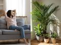 Summer Special: उन्हाळ्यात आपलं घर थंडगार ठेवतात ३ रोपं, घरात येताच जाणवतो गारवा- हवाही राहील शुद्ध - Marathi News | 3 indoor plants that makes your home cool in summer, indoor plants for home decor in summer, indoor plants that helps to purify air | Latest sakhi Photos at Lokmat.com