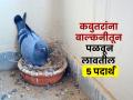 कबुतरांना शत्रू वाटणारे किचनमधले ५ पदार्थ बाल्कनीत ठेवा, कबुतरं फिरकणार नाहीत.. - Marathi News | How To Get Rid Of Pigeons In Balcony : How To Get Rid Of Pigeons In The House | Latest sakhi Photos at Lokmat.com