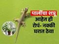 पालींना घरापासून दूर ठेवतात ही ५ रोपं; बाल्कनीत रोप ठेवा- घरातून सुसाट गायब होतील पाली - Marathi News | 5 Plants That Can Help Lizards Away : keep These Plants At Home To Get Rid Of Lizards | Latest sakhi Photos at Lokmat.com