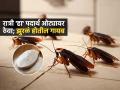 किचनमध्ये बारीक झुरळांनी थैमान घातलंय? रात्री ओट्यावर 'ही' पावडर ठेवा; करा झुरळांचा बंदोबस्त - Marathi News | How To Get Rid Of Cockroaches In The Kitchen Naturally Permanently Home Remedies | Latest sakhi Photos at Lokmat.com