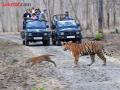 टिपेश्वर ‘टायगर मोमेंट’ ! वाघीणीसह बछड्याचे दर्शन - Marathi News | Tipeshwar 'Tiger Moment'! Tiger cub seen with tigress | Latest yavatmal News at Lokmat.com
