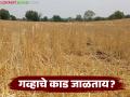 Wheat Management : गव्हाचे काड जाळताय? थांबा! 'हा' उपाय न केल्यास जमिन होईल उजाड - Marathi News | latest news Wheat Management : Burning wheat stalk? stop! If 'this' solution is not done, the land will become desolate | Latest agriculture News at Lokmat.com