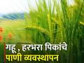 रब्बीतील गहू आणि हरभरा पिकाचे पाणी व्यवस्थापन कसे कराल? - Marathi News | How to manage water for rabi wheat and gram crop? | Latest agriculture News at Lokmat.com