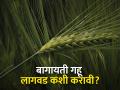 पाण्याच्या कार्यक्षम वापरातून बागायती गव्हाची पेरणी - Marathi News | Cultivation of horticultural wheat through efficient use of water | Latest agriculture News at Lokmat.com