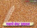 Wheat Production : यंदा जगभरात गहू बंपर पिकणार; उत्पादनात किती वाढ होणार? - Marathi News | Wheat Production : This year, wheat will be harvested in bumper quantities worldwide; How much will the production increase? | Latest agriculture News at Lokmat.com
