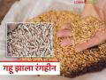 Wheat Market : अवकाळी पावसाचा गव्हाला मोठा फटका; बाजारात रंगहीन गव्हाची आवक - Marathi News | latest news Wheat Market: Unseasonal rains hit wheat hard; Colorless wheat arrives in the market | Latest agriculture News at Lokmat.com