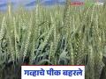 Wheat Crop: यंदा गहू मालामाल करेल का? पोषक हवामानाचा काय झाला परिणाम वाचा सविस्तर - Marathi News | Wheat Crop: latest news Will wheat be rich this year? Read in detail what was the impact of the favorable weather | Latest agriculture News at Lokmat.com