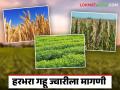 Rabi Season 2024 : यंदा हंगामात सर्वाधिक हरभरा व गव्हाचे क्षेत्रात वाढ; शेतकऱ्यांचा करडई आणि सूर्यफूल पिकाकडे कल कमी..! - Marathi News | Rabi Season 2024 : Growth in gram and wheat area is highest in this season | Latest agriculture News at Lokmat.com