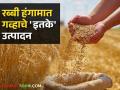 Wheat Import : गव्हाच्या आयातीबाबत शुल्करचनेत बदल नाही, अन्न व सार्वजनिक पुरवठा विभागाचे स्पष्टीकरण  - Marathi News | Latest News 112 million MT wheat production in 2024 rabbi season see details | Latest agriculture News at Lokmat.com