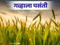 Rabbi season : यंदाच्या हंगामात ज्वारीचे क्षेत्र घेतले गव्हाने! वाचा सविस्तर - Marathi News | Rabbi season: Wheat has taken over the sorghum area this season! Read in detail | Latest agriculture News at Lokmat.com