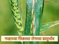 Wheat Crop Disease : गव्हाच्या पिकावर रोगाचा प्रादुर्भाव; शेतकऱ्यांनी वेळीच सावध व्हा! - Marathi News | latest news Wheat Crop Disease: Outbreak of disease in wheat crop; Farmers should be alert in time! | Latest agriculture News at Lokmat.com