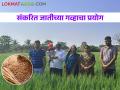 पंधरा एकरात संकरित गव्हाची लागवड, पदवीधर शेतकऱ्याचा प्रयोग यशस्वी - Marathi News | Cultivation of hybrid wheat in 15 acres, graduate farmer's experiment successful | Latest agriculture News at Lokmat.com