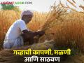 Wheat Management : शेतकऱ्यांनो! गव्हाची कापणी, मळणी आणि साठवण कशी करावी? जाणून घ्या सविस्तर  - Marathi News | Latest News How to harvest, thresh and store wheat see details by dr kalyan deolankar | Latest agriculture News at Lokmat.com