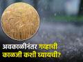 अवकाळी पावसानंतर गव्हाची काळजी कशी घ्यायची? - Marathi News | Latest News Management of wheat crop after unseasonal rains | Latest agriculture News at Lokmat.com