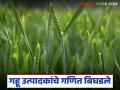 गव्हाला एकरी २१ हजारांचा खर्च अन् ३० हजारांचे उत्पन्न; गहू मार्केट कधीपर्यंत वाढणार?  - Marathi News | Wheat costs Rs 21,000 per acre and yields Rs 30,000; How long will the wheat market grow? | Latest agriculture News at Lokmat.com
