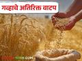 Wheat Crop : निम शासकीय आणि सहकारी संस्थांना गव्हाचे अतिरिक्त वाटप, कारण काय?  - Marathi News | Latest News Additional allocation of wheat to semi-government and cooperative societies | Latest agriculture News at Lokmat.com