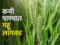 कोरडवाहू आणि संरक्षित पाण्यावर गहू लागवडीचे नियोजन - Marathi News | Planning of Wheat Cultivation on Dryland and Protected irrigation | Latest agriculture News at Lokmat.com