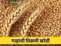 भारतीय अन्न महामंडळाने केली २६६ लाख मेट्रिक टन गहू खरेदी - Marathi News | Food Corporation of India procured 266 lakh metric ton of wheat | Latest agriculture News at Lokmat.com