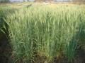 वाशिम जिल्ह्यात गव्हाचे क्षेत्र वाढले; ३३ हजार हेक्टरवर पेरणी ! - Marathi News | Wheat fields grow in Washim district; Sow on 33 thousand hectares! | Latest vashim News at Lokmat.com