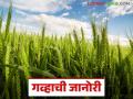 Wheat Farming: जानोरीचा गहू देतोय एकरी ७ क्विंटल उत्पादन; कसे ते वाचा सविस्तर - Marathi News | Wheat Farming: latest news Janori wheat is yielding 7 quintals per acre; Read how in detail | Latest agriculture News at Lokmat.com