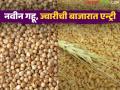Wheat Jowar Market Update : नवीन हंगामाची सुरुवात; गहू-ज्वारीचे दर कुठे स्थिरावणार? वाचा सविस्तर - Marathi News | latest news Wheat Jowar Market Update: The beginning of the new season; Where will the prices of wheat and jowar stabilize? Read in detail | Latest agriculture News at Lokmat.com