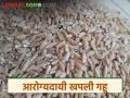 Khapli Wheat Benefits : आरोग्यदायी ‘खपली गहू’; जाणून घ्या सविस्तर कहाणी - Marathi News | latest news Khapli Wheat Benefits: Healthy 'Khapli Wheat'; Know the detailed story | Latest agriculture News at Lokmat.com