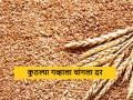 Wheat Market : आज शरबती गव्हाला 'या' बाजार समितीत मिळाला सर्वाधिक दर, आजचे सविस्तर बाजारभाव  - Marathi News | Latest News Today's Sharbati wheat got highest market price, today's wheat market price | Latest agriculture News at Lokmat.com