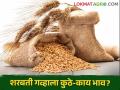 Wheat Market : राज्यात शरबती गहू टॉपवर, काय मिळतोय बाजारभाव, वाचा सविस्तर  - Marathi News | Latest News Todays wheat Market Price In maharashtra market yards | Latest agriculture News at Lokmat.com