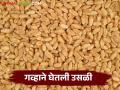 Wheat Market Update : वाशिम बाजारात गव्हाची आवक उच्चांकावर; काय मिळाला दर वाचा सविस्तर - Marathi News | Wheat Market Update: Wheat inflow in Washim market at high; Read more about what you get price | Latest agriculture News at Lokmat.com