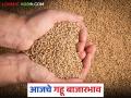 Wheat Market: बाजार समितीमध्ये गव्हाच्या आवकेत घसरण सुरू; कसे मिळाले दर ते वाचा सविस्तर - Marathi News | Wheat Market: Wheat arrivals in the market committee are starting to decline; Read in detail how the prices were obtained | Latest agriculture News at Lokmat.com