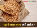 Wheat Market : पुणे, मुंबई बाजार समितीत गव्हाला सर्वाधिक दर, वाचा आजचे बाजारभाव  - Marathi News | Latest News Todays Wheat Market Price in maharashtra mumbai pune market yards | Latest agriculture News at Lokmat.com
