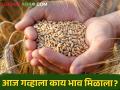 Wheat Market : बार्शीत सर्वसाधारण, तर पुण्यात शरबती गव्हाला चांगला भाव, वाचा आजचे गव्हाचे दर  - Marathi News | Latest News 29 march Todays Wheat market price in maharashtra see details | Latest agriculture News at Lokmat.com
