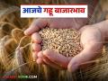 Wheat Market Price : १९,८२५ क्विंटल गव्हाची आवक; 'या' बाजार समितीत मिळतोय सोन्याचा भाव वाचा सविस्तर - Marathi News | latest news Wheat Market Price: 19,825 quintals of wheat arrived; Gold price is being received in 'this' market committee, read in detail | Latest agriculture News at Lokmat.com