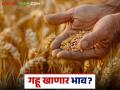 Wheat Market Rate : गव्हाचे दर वधारणार; वाचा बाजारात काय आहे स्थिती - Marathi News | Wheat Market Rate: Wheat prices will increase; Read what is the situation in the market | Latest agriculture News at Lokmat.com