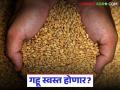 Wheat Market : परतीच्या पावसाने खेळ बदलला; गहू कोसळणार की उसळी मारणार? वाचा सविस्तर - Marathi News | latest news Wheat Market: The return of rains has changed the game; Will wheat collapse or bounce? Read in detail | Latest agriculture News at Lokmat.com