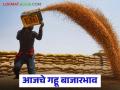 Wheat Market Update : गहू दरात मोठा उलटफेर! 'या' बाजारात विक्रमी दर, तर कुठे घसरले भाव - Marathi News | latest news Wheat Market Update: Big reversal in wheat prices! Record prices in this market, while prices have fallen elsewhere | Latest agriculture News at Lokmat.com
