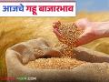 Wheat Market: बन्सी जातीच्या गव्हाची आवक किती; कसा मिळाला दर ते वाचा सविस्तर - Marathi News | Wheat Market: latest news How much is the arrival of Bansi wheat; Read in detail how to get the rate | Latest agriculture News at Lokmat.com