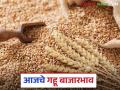 Wheat Market : बाजारात गव्हाचे भाव स्थिर; किती झाली आवक ते वाचा सविस्तर - Marathi News | Wheat Market: Wheat prices stable in the market; Read in detail how much has been received | Latest agriculture News at Lokmat.com