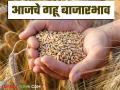 Wheat Market: गव्हाच्या आवकेत मोठी घसरण; कसा मिळाला दर ते वाचा सविस्तर - Marathi News | Wheat Market: latest news Big drop in wheat arrivals; Read in detail how the price was obtained | Latest agriculture News at Lokmat.com