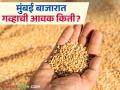 Wheat Market : मुंबई बाजारात गव्हाच्या आवकेत घट जाणून घ्या बाजारभाव सविस्तर - Marathi News | Wheat Market: Decrease in wheat arrivals in Mumbai market, know the market price in detail | Latest agriculture News at Lokmat.com