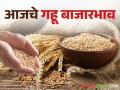 Wheat Market: गव्हाच्या आवकेत घसरण; जाणून घ्या कोणत्या बाजारात काय दर मिळाले - Marathi News | Wheat Market: Fall in wheat arrivals; Know what prices were received in which markets | Latest agriculture News at Lokmat.com