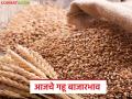 Wheat Market Update : शरबती गव्हाची बाजारात चलती; कोणत्या बाजारात मिळाला सर्वाधिक भाव? - Marathi News | latest news Wheat Market Update: Sharbati wheat is moving in the market; In which market did it get the highest price? | Latest agriculture News at Lokmat.com