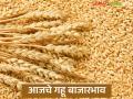 Gahu Bajarbhav : मुंबईत गव्हाची मोठी आवक; तरीही दर टिकले मजबूत - Marathi News | latest news Gahu Bajarbhav : Large arrival of wheat in Mumbai; Yet rates remained strong | Latest agriculture News at Lokmat.com